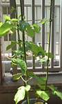 20100721asagaow.jpg